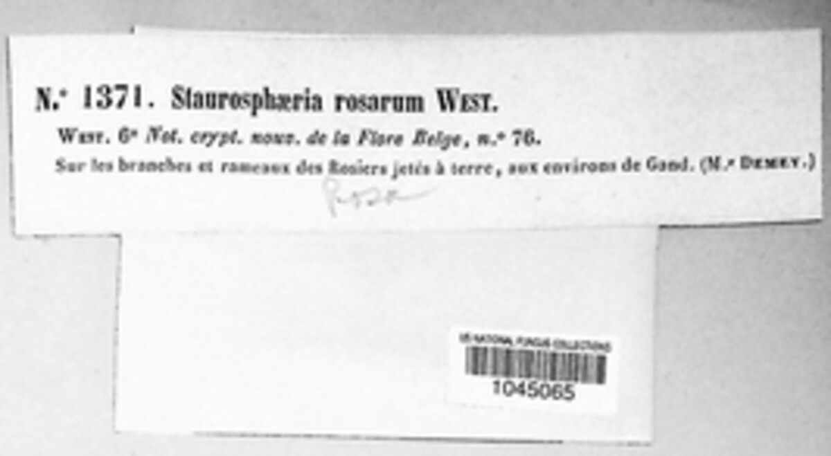 Staurosphaeria rosarum image
